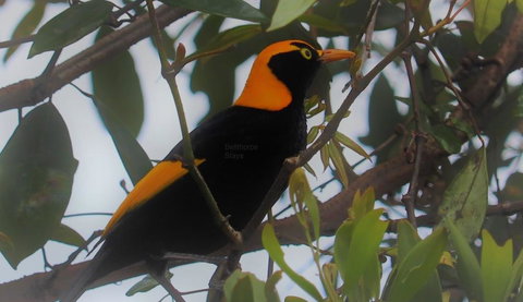 Bellthorpe Stays - Kawana Tourism 3