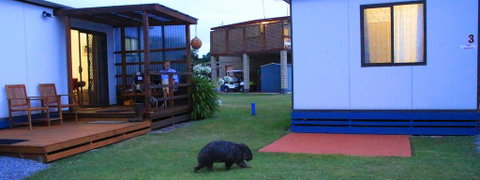 BIG4 Kelso Sands Holiday & Native Wildlife Park - Kawana Tourism 2