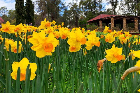 Spring Wildflower (Private) Day Tours - Kawana Tourism 1