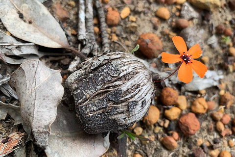 Spring Wildflower (Private) Day Tours - Kawana Tourism 5