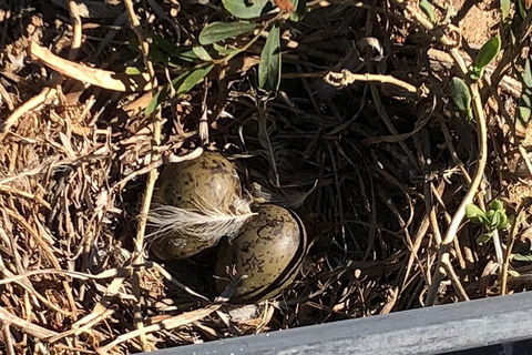 Penguin Island And Fremantle - Canoe, Chocolate & Coffee - Kawana Tourism 3