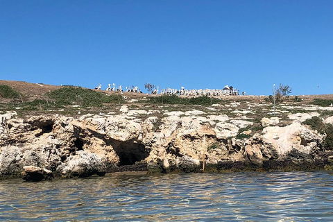 Penguin Island And Fremantle - Canoe, Chocolate & Coffee - Kawana Tourism 5