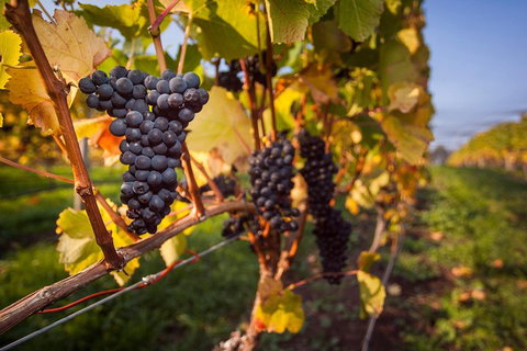 Half Day Tamar Valley Wine Tour - Kawana Tourism 1