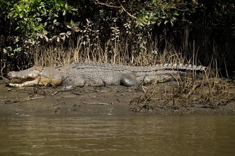 5-Day Best Of Cairns With Daintree, Kuranda, And Great Barrier Reef - Kawana Tourism 5