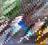 Cairns 4WD Waterfall and Rainforest Tour Including Kuranda Scenic Railway - Kawana Tourism