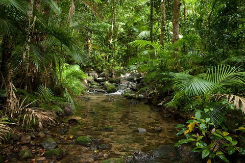 Cairns Reef And Rainforest Combo: Daintree Rainforest And The Great Barrier Reef - Kawana Tourism 1