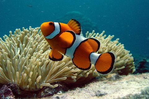 Cairns Reef And Rainforest Combo: Daintree Rainforest And The Great Barrier Reef - Kawana Tourism 2