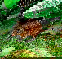 3-Day Small-Group Tour of North Queensland with Pick Up - Kawana Tourism