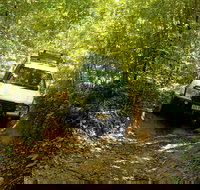 Cairns National Park Rainforest and Waterfall Small Group Tour Shore Excursion - Kawana Tourism