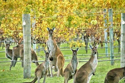 Three Day Charter Margaret River Region (inbound Melbourne Travelers) - Kawana Tourism 5