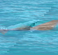 Snubfin Dolphin Eco Cruise from Broome - Kawana Tourism