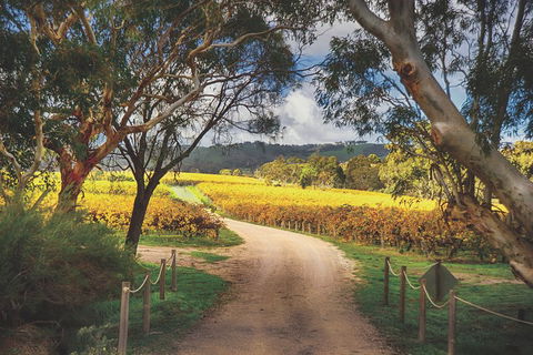 McLaren Vale Winery Small Group Tour With Wine Tasting And Lunch - Kawana Tourism 1