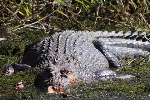 Full Day Tour In The Daintree - Kawana Tourism 0