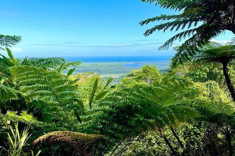 Full Day Tour In The Daintree - Kawana Tourism 5