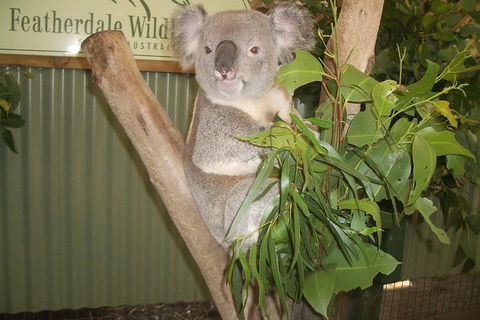 Full-Day Private Blue Mountains Tour With River Cruise - Kawana Tourism 2