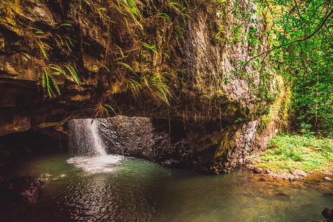 Full-day Springbrook National Park Tour From The Gold Coast - Kawana Tourism 4