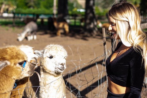 O'Reilly's & Lamington National Park Incl. Alpaca Farm + Vineyard - Kawana Tourism 3
