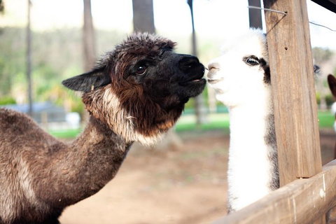 O'Reilly's & Lamington National Park Incl. Alpaca Farm + Vineyard - Kawana Tourism 4