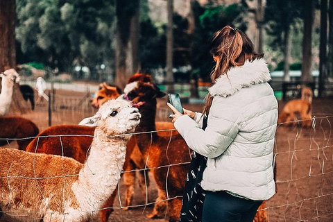 O'Reilly's & Lamington National Park Incl. Alpaca Farm + Vineyard - Kawana Tourism 5