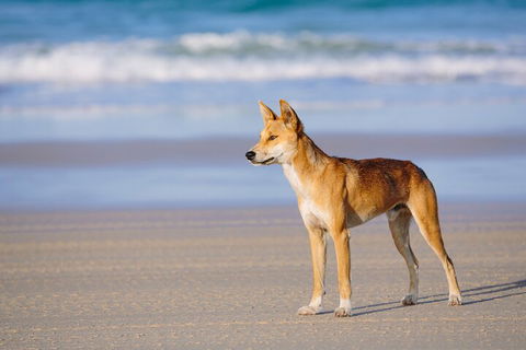 Fraser Island 4WD Tour From Noosa - Kawana Tourism 5