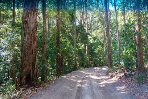 Fraser Island 4WD Tour From Rainbow Beach - Kawana Tourism 4