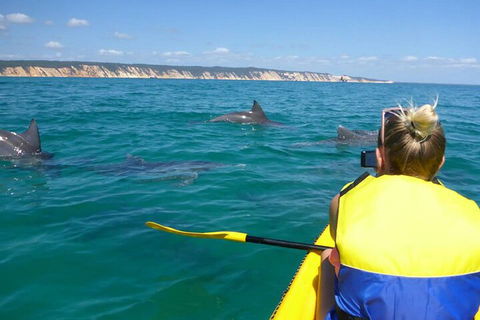 Kayak With Dolphins And 4WD Great Beach Drive Day Trip From Noosa - Kawana Tourism 1
