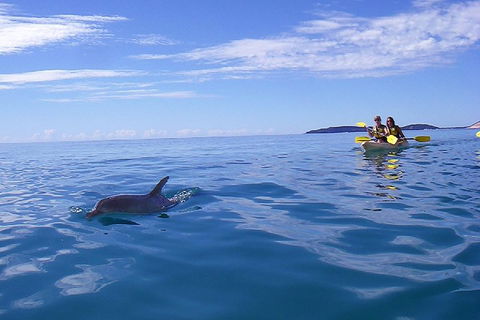 Kayak With Dolphins And 4WD Great Beach Drive Day Trip From Noosa - Kawana Tourism 2