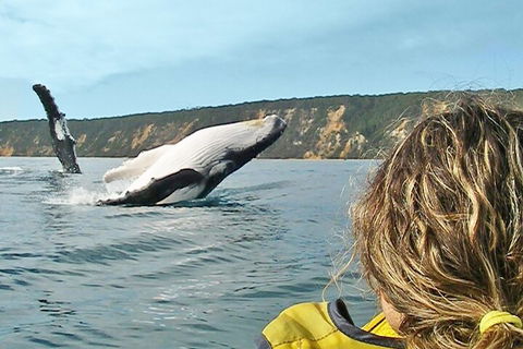 Kayak With Dolphins And 4WD Great Beach Drive Day Trip From Noosa - Kawana Tourism 3
