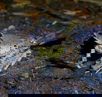 Glow Worms Private Tour - Nocturnal Rainforest Walk - Kawana Tourism