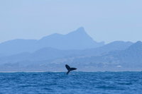 Book Viator Accommodation Vacations Kawana Tourism Kawana Tourism