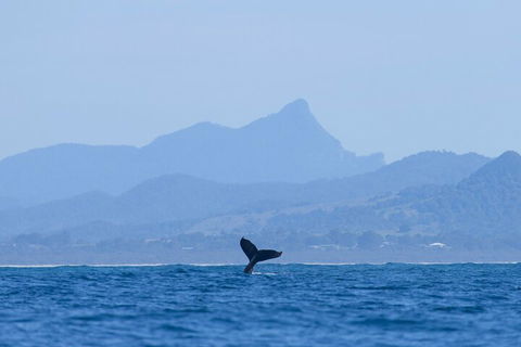 The Byron Bay Sea Kayak Tour - Kawana Tourism 0