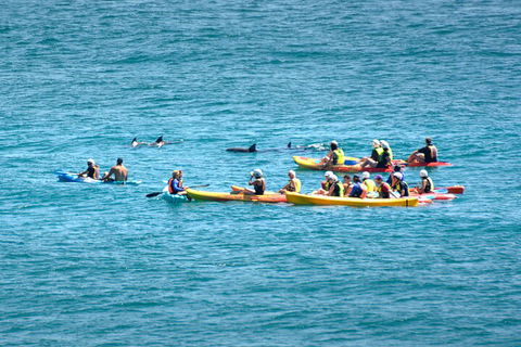 The Byron Bay Sea Kayak Tour - Kawana Tourism 1