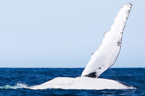 2-Hour Guided Whale Watching Tour At Noosa - Kawana Tourism 0