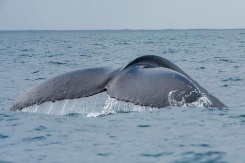 2-Hour Guided Whale Watching Tour At Noosa - Kawana Tourism 1