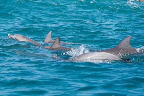 2-Hour Guided Whale Watching Tour At Noosa - Kawana Tourism 2