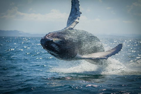2-Hour Guided Whale Watching Tour At Noosa - Kawana Tourism 3