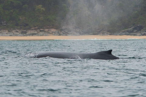 2-Hour Guided Whale Watching Tour At Noosa - Kawana Tourism 5