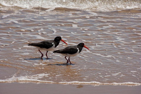 1770 Coastline Tour By LARC Amphibious Vehicle Including Picnic Lunch - Kawana Tourism 2
