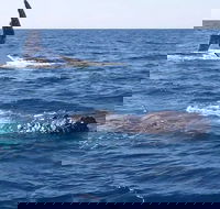 Noosa Whale Watching - Kawana Tourism