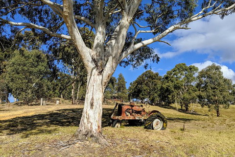 Blue Mountains Private Tour - Wild Kangaroos, Waterfalls And The Three Sisters - Kawana Tourism 1