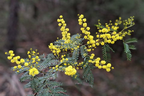 Blue Mountains Private Tour - Wild Kangaroos, Waterfalls And The Three Sisters - Kawana Tourism 4