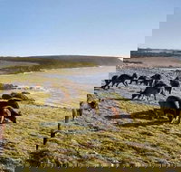 Kangaroo Island Personal Group Tours - Kawana Tourism