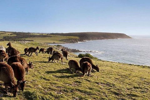 Kangaroo Island Personal Group Tours - Kawana Tourism 0