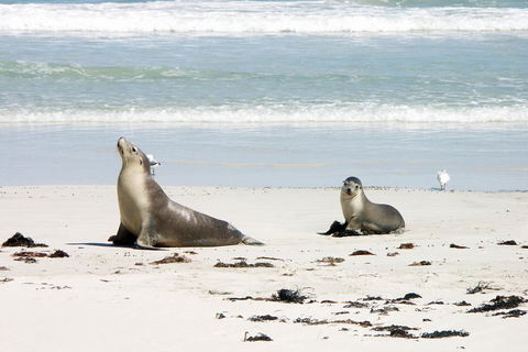 Kangaroo Island Personal Group Tours - Kawana Tourism 3