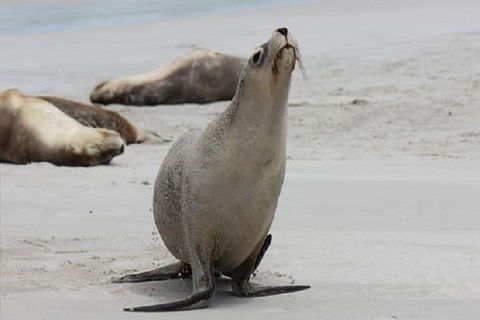 Kangaroo Island Personal Group Tours - Kawana Tourism 4