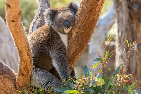 Mount Lofty Hike And Cleland Wildlife Park Day Trip From Adelaide - Kawana Tourism 2
