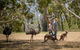 Mount Lofty Hike And Cleland Wildlife Park Day Trip From Adelaide - thumb 5