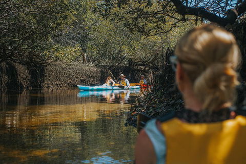 Kayak Tour In Adelaide Dolphin Sanctuary - Kawana Tourism 0