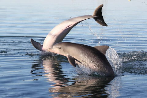 Kayak Tour In Adelaide Dolphin Sanctuary - Kawana Tourism 5