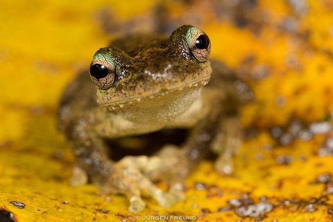 Daintree And Cape Tribulation Full Day Guided Tour - Kawana Tourism 0
